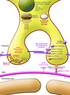 The products of the genes whose mutations have been found to cause SRNS res