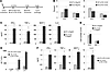 PD-1H expression on hematopoietic cells regulates the severity of acute Con