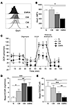 EMRA CD8+ T cells undergo anaerobic glycolysis.