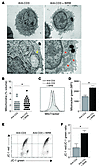 Inhibiting p38 MAPK pathways reverses mitochondrial dysfunctio