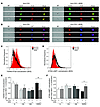 p38 MAPK controls autophagy in EMRA CD8+ T cells by regulating