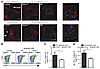 Expression of annexin1 on apoptotic cells regulates efferocyto