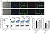 Expression of annexin1 on apoptotic vesicles regulates efferoc