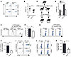 Annexin1 regulates cross-priming in DCs.