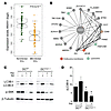 Mtb downregulates ANXA1 in human blood monocyte–derived DCs.