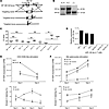 Generation of miR-142 KO mice and its impact on T cell functional responses