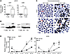 Atypical E2F proteins were significantly upregulated in miR-142 KO T cells.