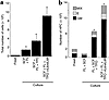 The expansion of total cells (a) and HPCs (b) by SCF+FL, SCF+FL+TPO, and SC