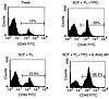 The repopulating ability of fresh CB CD34+ cells and the cells cultured wit