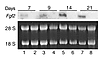 Northern analysis for Fgf2 mRNA expression in primary calvarial osteoblasts