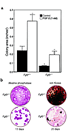 (a) Effect of FGF-2 on colony area in mouse bone marrow cultures from Fgf2+