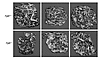 Morphological study by micro-CT scanning of trabecular bone of the femurs o