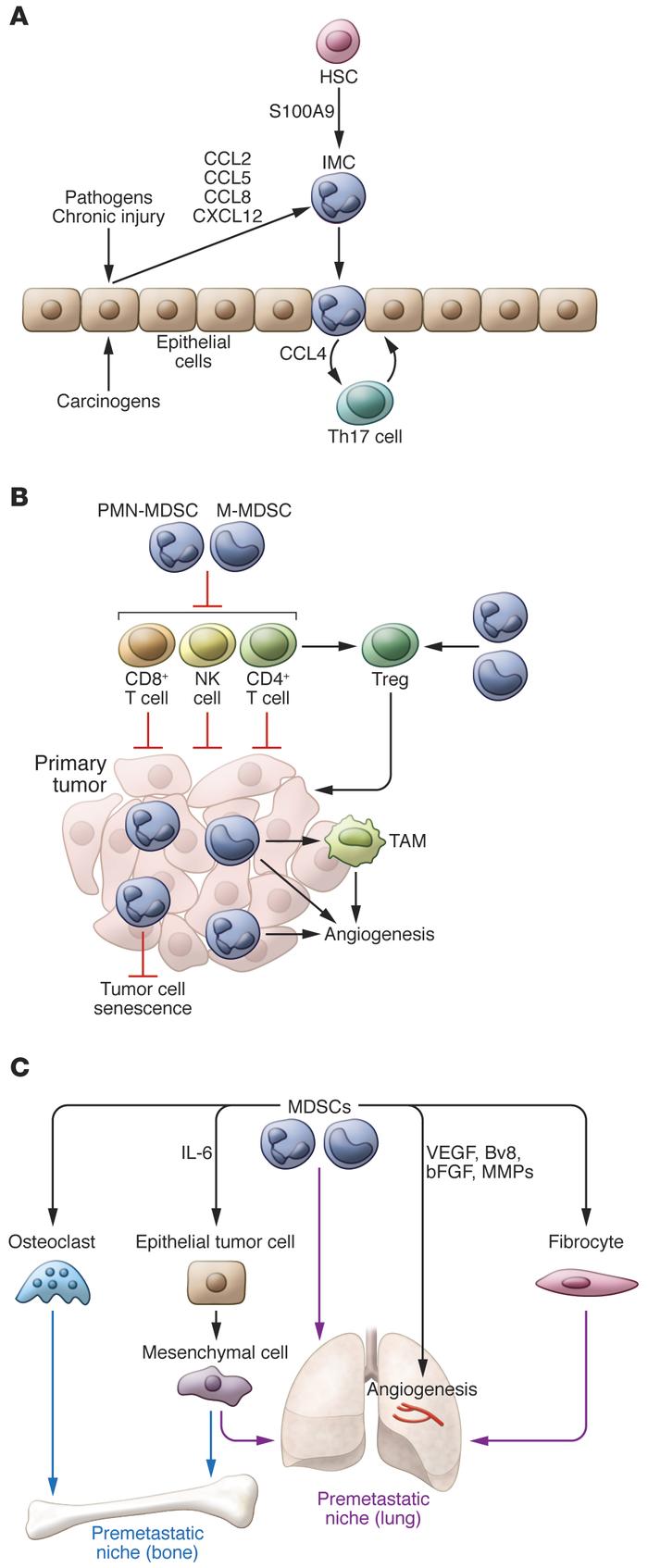 Potential role of immature myeloid cells and MDSCs in the regulation of ...