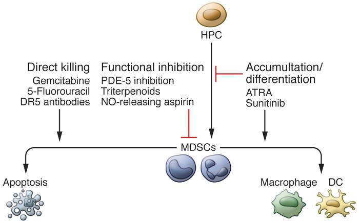 Therapeutic strategies targeting MDSCs.
MDSCs can be targeted in one of ...