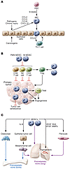 Potential role of immature myeloid cells and MDSCs in the regulation of tum