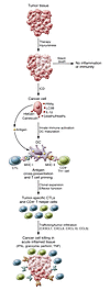 Acute inflammation promotes antitumor immunity in response to immunogenic c