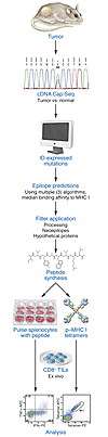 Genomics-based identification of neoepitopes.