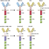 Prototypic CD19 CARs and other CD19 CARs in clinical use.