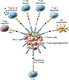 Mechanisms of PD pathway–induced immunosuppression in the tumor microenviro