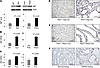 Pkd1 mutant renal epithelial cells and tissues demonstrated increased expre