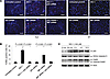 MIF regulates cystic epithelial survival and death via p53.