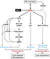 A schematic diagram depicting MIF-mediated pathways and processes in Pkd1 m