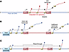 Transcriptional interference.