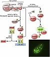 Combinatorial activation of TFs for HIV reactivation from latency.