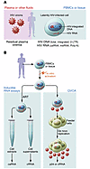 Assays to measure the latent HIV reservoir.