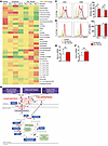 Alloantigen-activated T cells decrease FA uptake and FAO in TCA cycle after