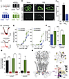 Influence of S346 phosphomutation in α3GlyR on allosteric modulation by 2,6