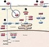 Innate immune evasion by KSHV.