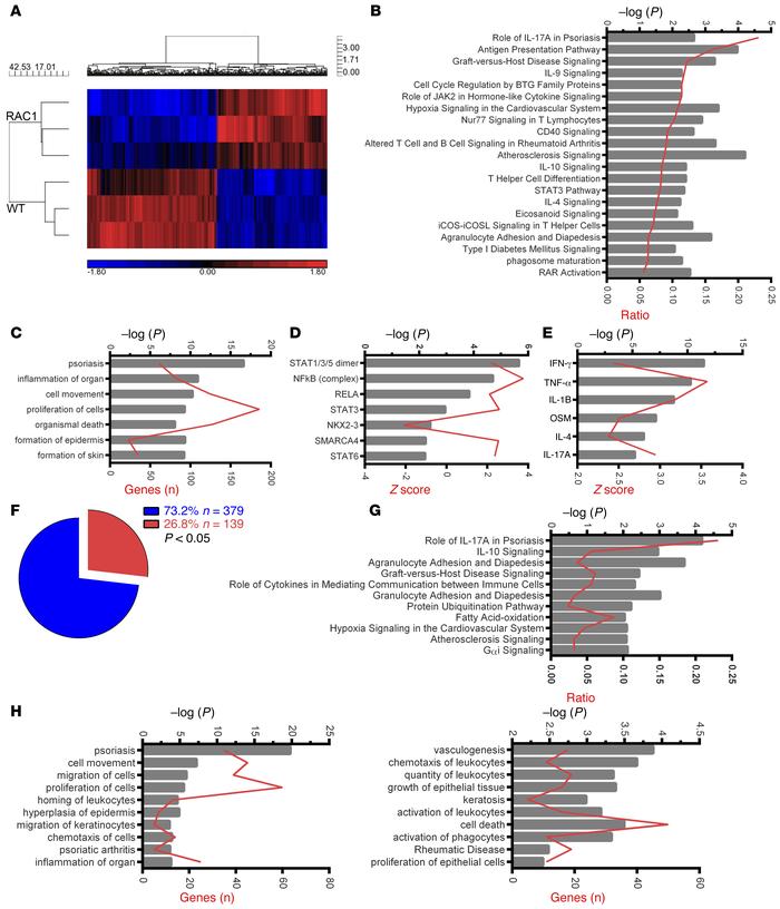 Transcriptional signature of RAC1 activity in human psoriatic skin.
(A) ...