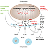 Model of epidermal RAC1 activation driving pathologic epidermis-immune inte