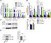 RAC1 drives hyperproliferation and hypodifferentiation through ZNF750.