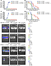 Pdl1–/– donor T cells retain GVL effects.