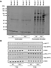 WT and Pdl1–/– donor T cells have identical signaling patterns.