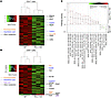 Unsupervised clustering of differentially expressed genes in WT versus Pdl1