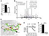 PKCε phosphorylates the INSR at Thr1160.