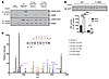 INSR T1160 phosphorylation impairs insulin signaling.