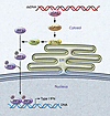 Scheme showing the activation of the STING pathway by cytosolic DNA.