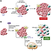 The STING pathway is activated within intratumoral DCs and boosts an adapti