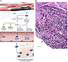 The ECM during the inflammatory phase of cardiac repair.