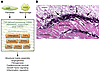 The role of the cell-derived provisional matrix in cardiac repair.