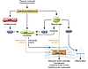 Matricellular proteins regulate cellular responses in the pressure-overload