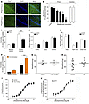 Prion disease is associated with a disruption in hippocampal cholinergic in