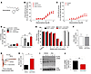 The orthosteric mAChR agonist xanomeline restores the learning and memory d