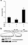 Inhibition of the ERK-MAPK pathway blocks the repressive effects of PE on P