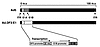 Structure of Ad.DF3-E1. ITR, inverted terminal repeat; m.u., map unit.