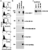 Selective expression of E1A in MUC1-positive cells infected with Ad.DF3-E1.